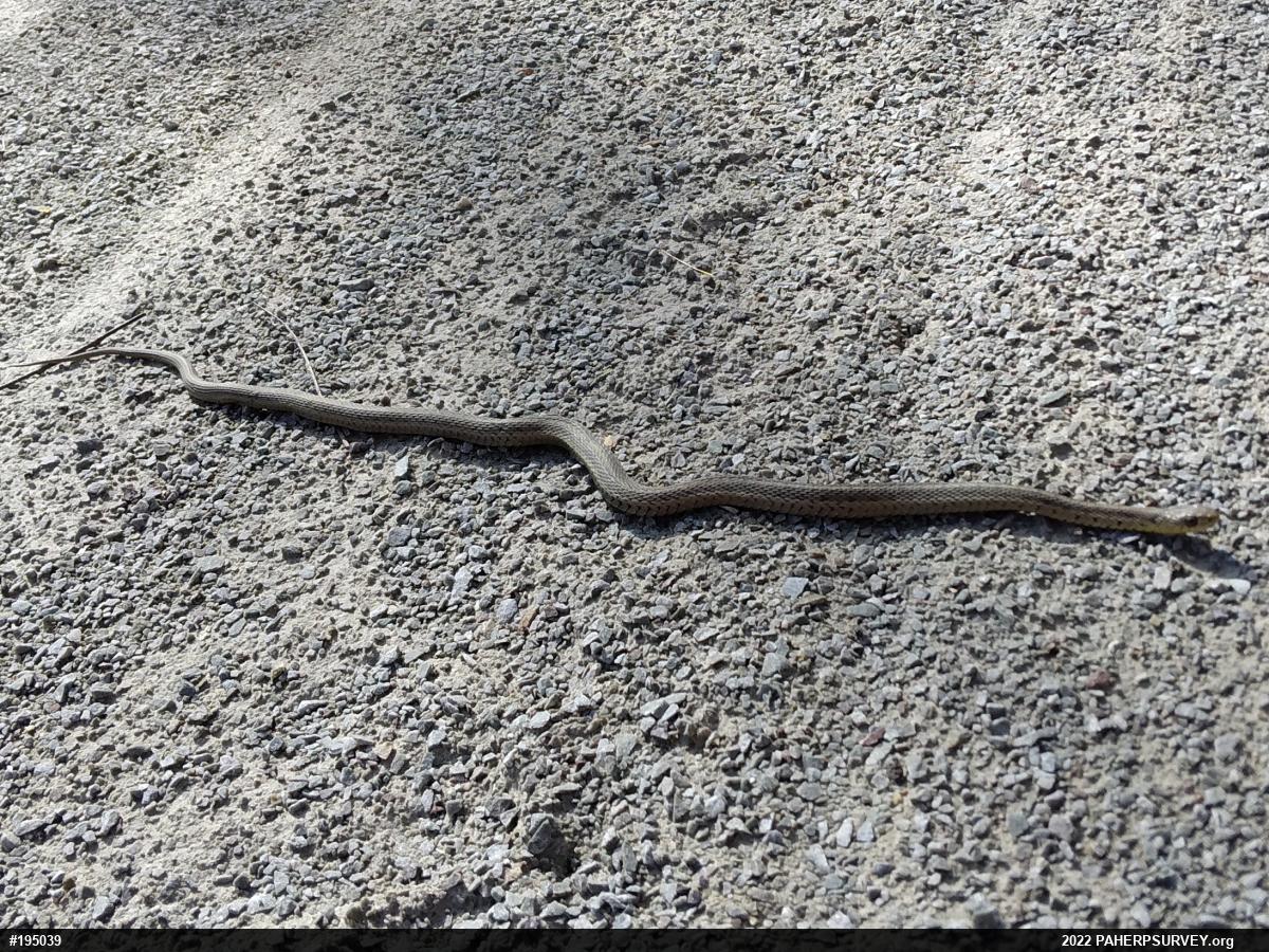 Eastern Gartersnake