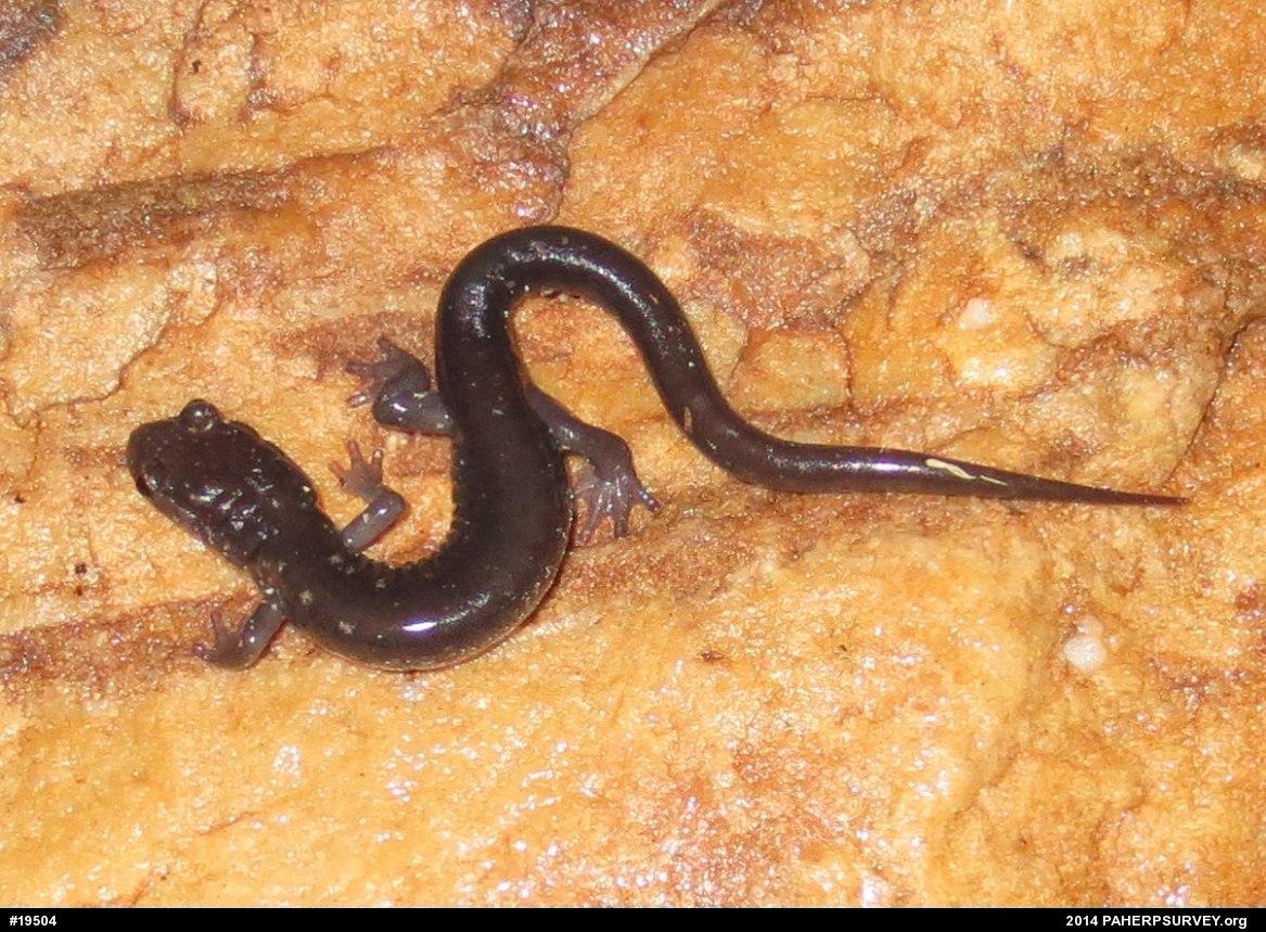 Wehrle's Salamander