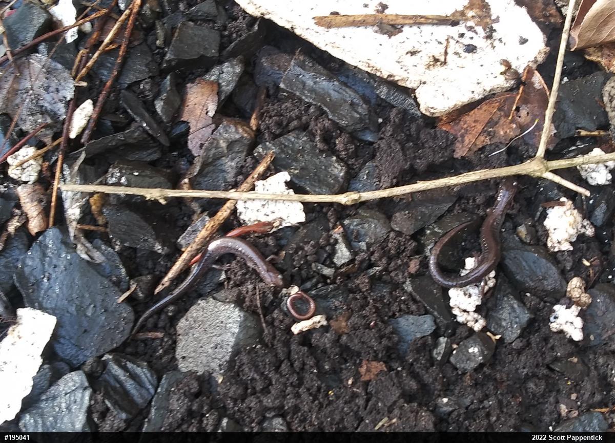 Eastern Red-backed  Salamander