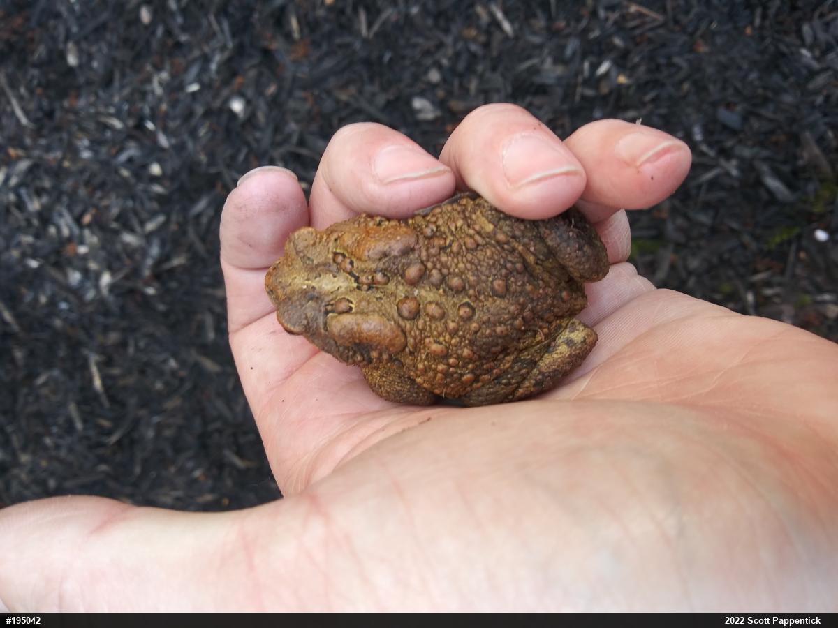 Eastern American Toad