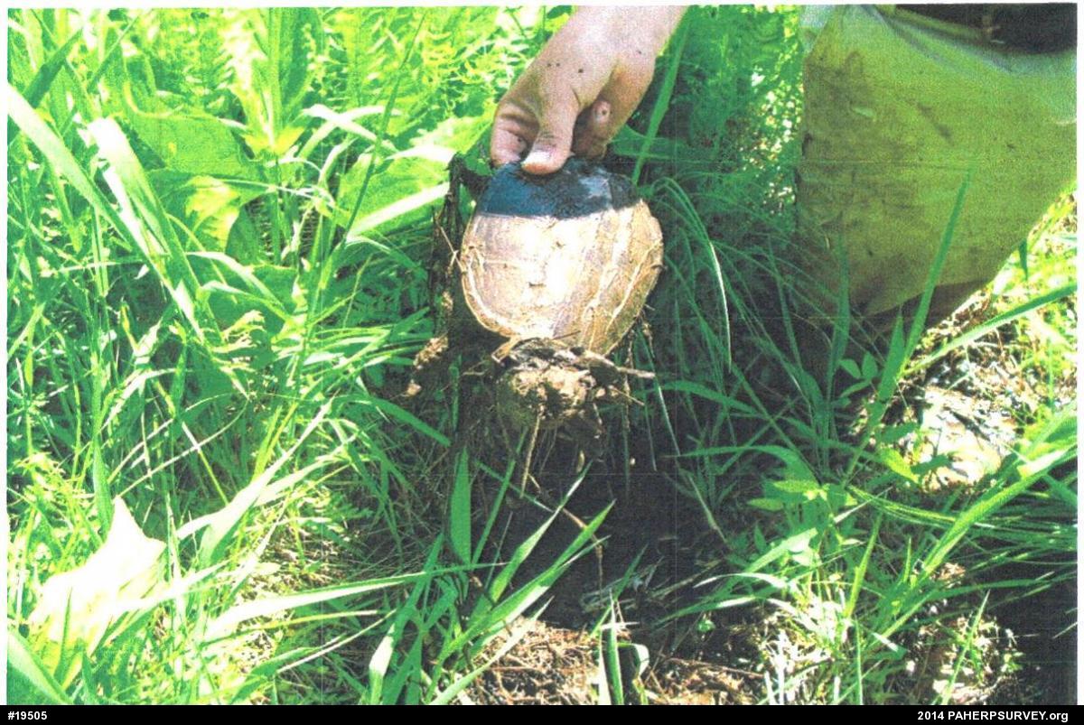 Snapping Turtle