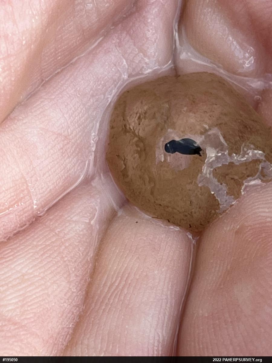 Spotted Salamander