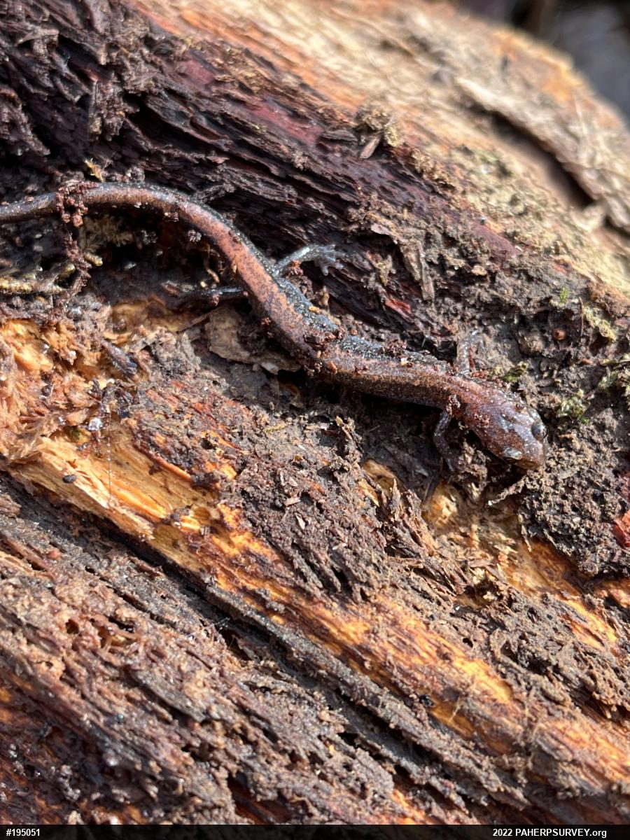 Eastern Red-backed  Salamander