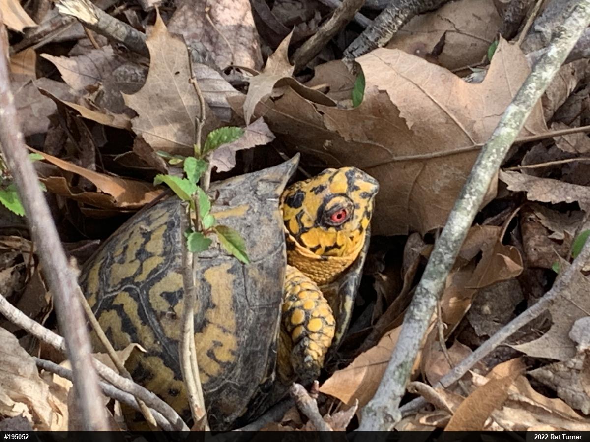 Eastern Box Turtle