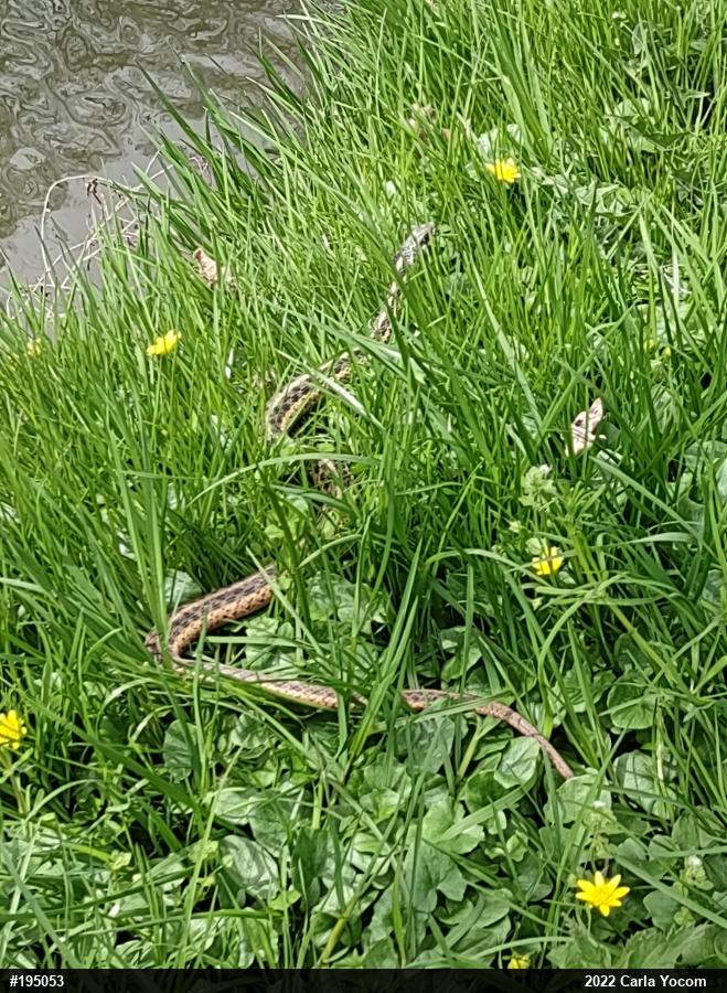 Eastern Gartersnake