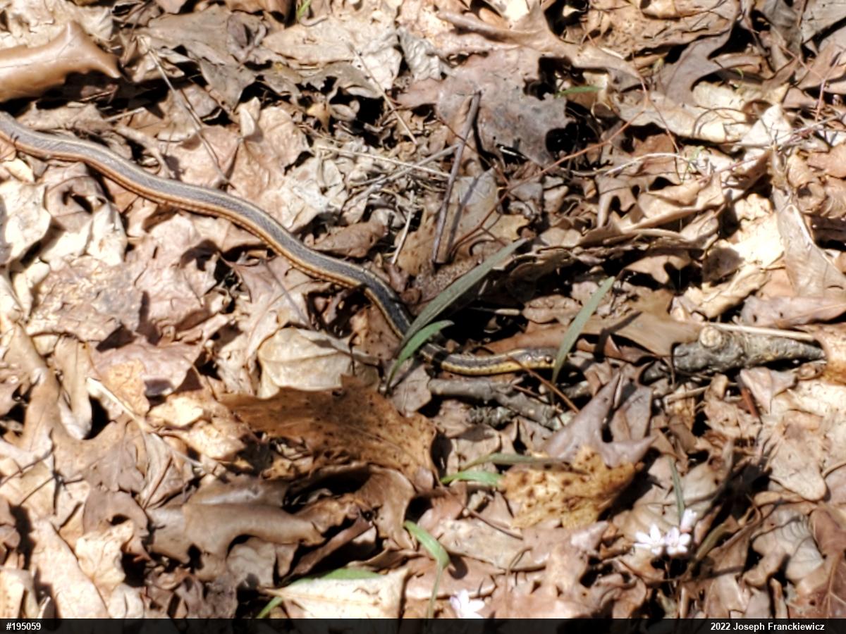 Eastern Gartersnake