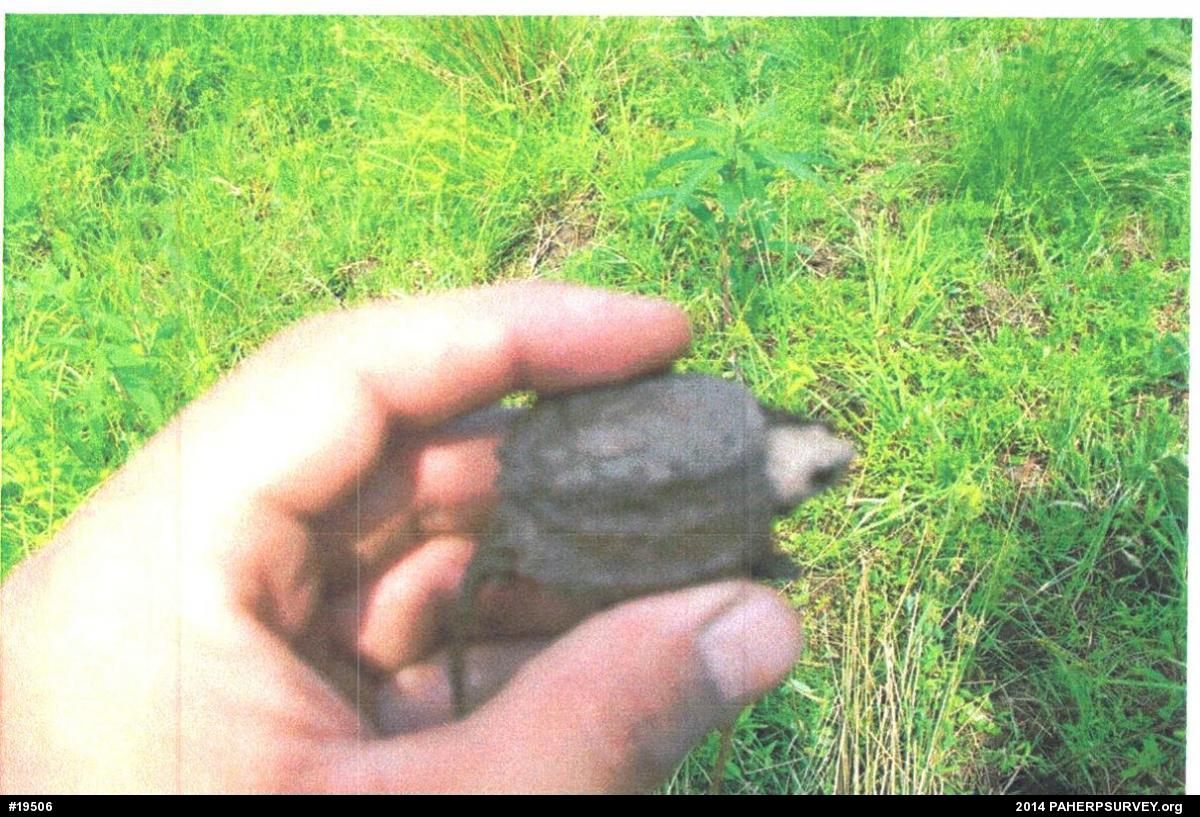 Snapping Turtle