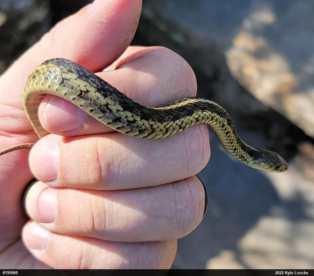 Eastern Gartersnake
