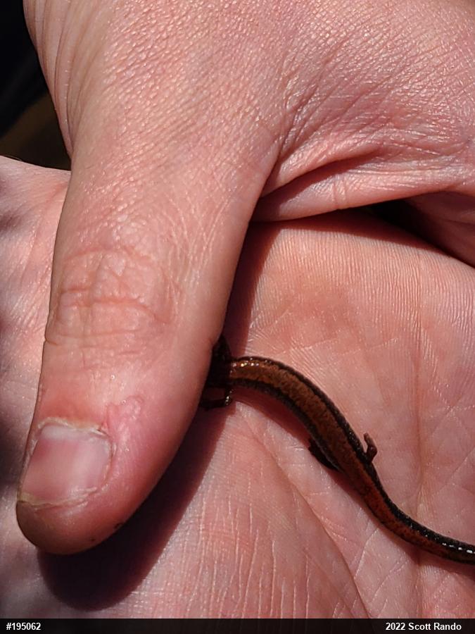 Eastern Red-backed  Salamander