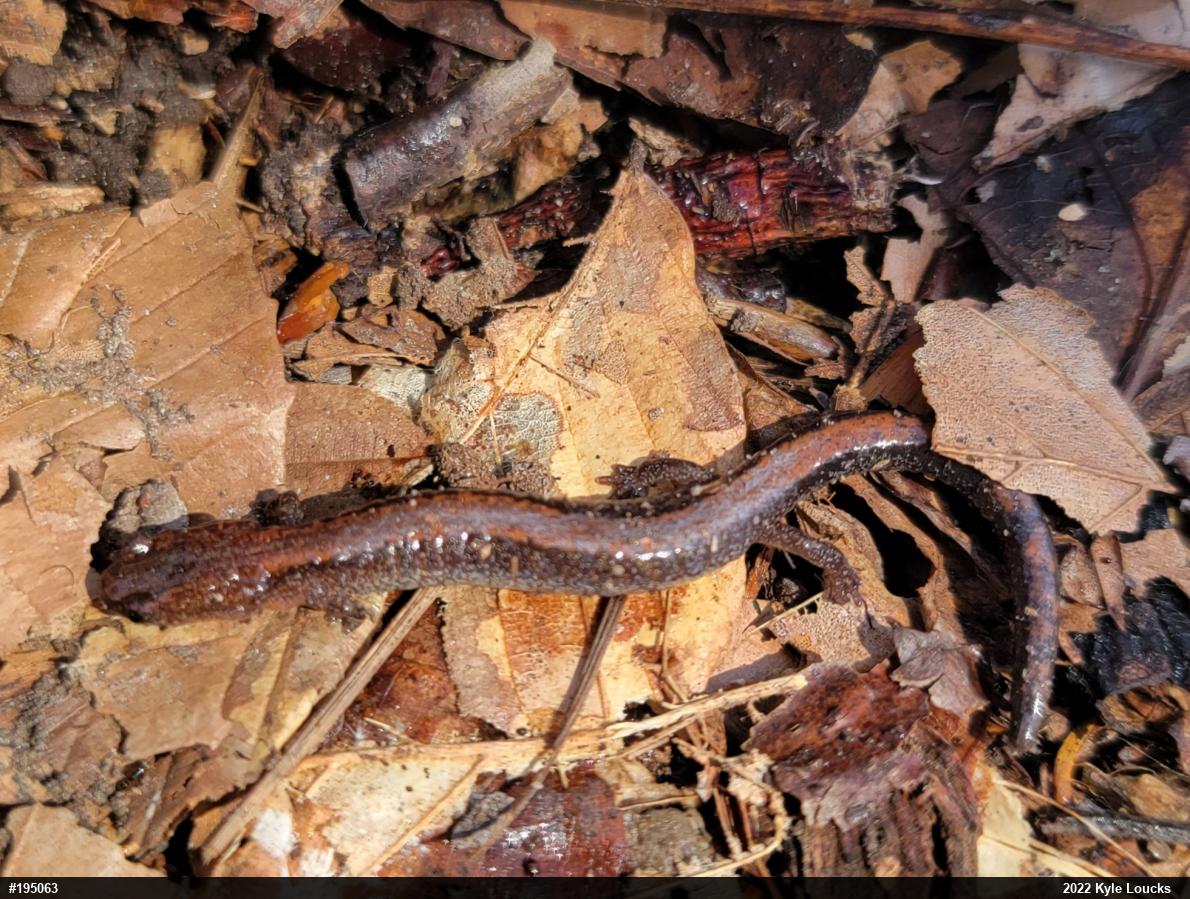 Eastern Red-backed  Salamander