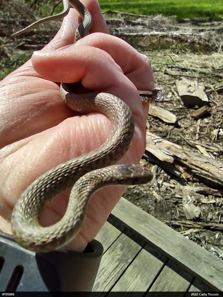 Dekay's Brownsnake