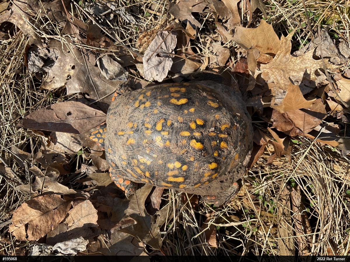 Eastern Box Turtle
