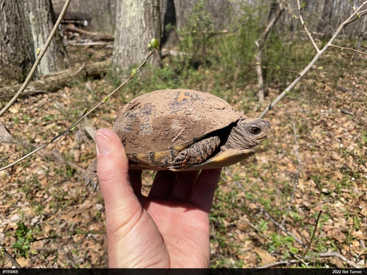 Eastern Box Turtle