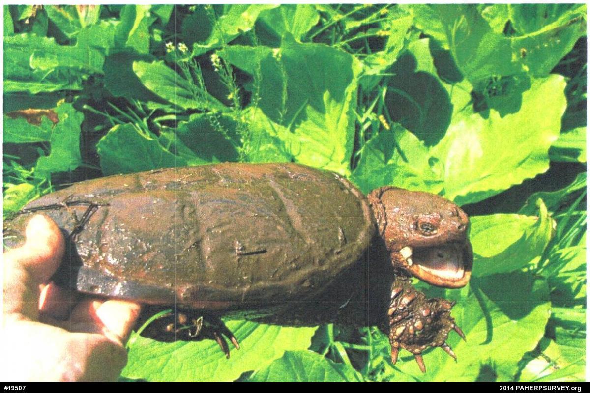 Snapping Turtle