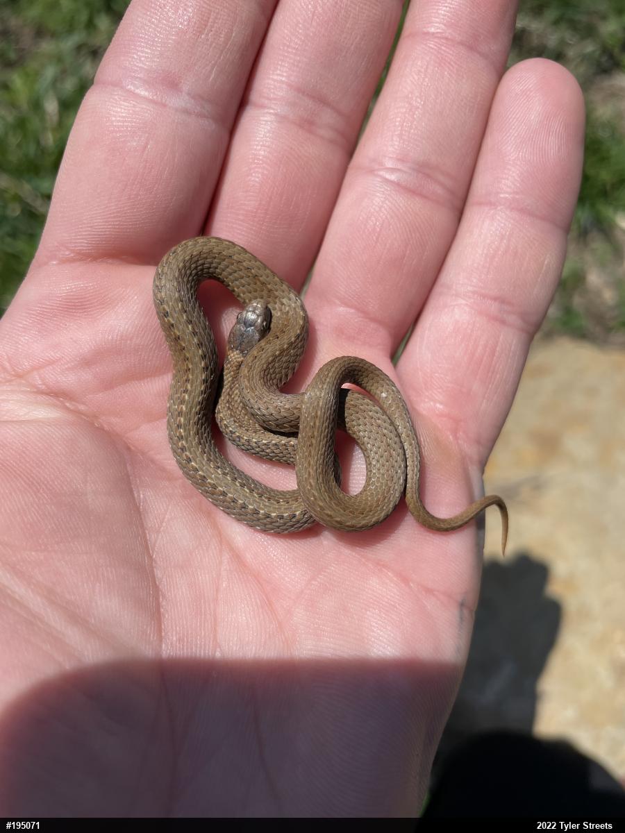 Red-bellied Snake