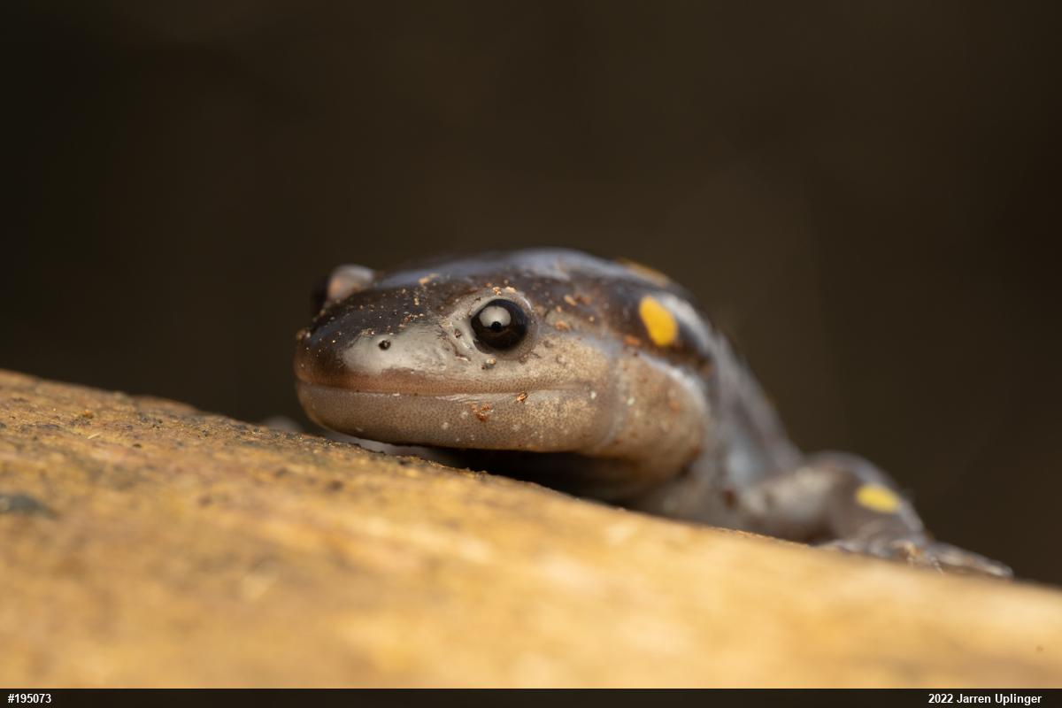 Spotted Salamander