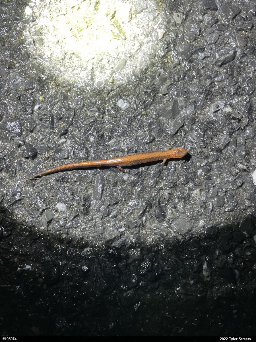Eastern Red-backed  Salamander