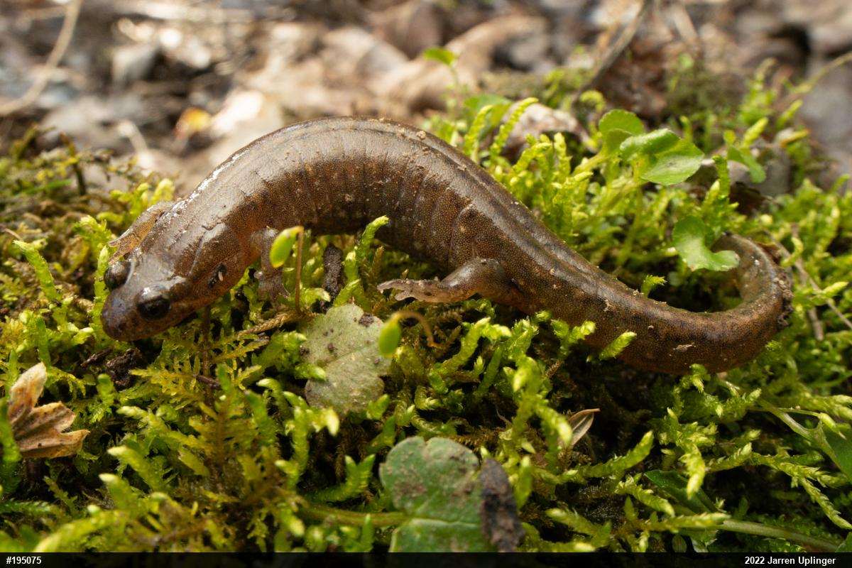 Northern Dusky Salamander