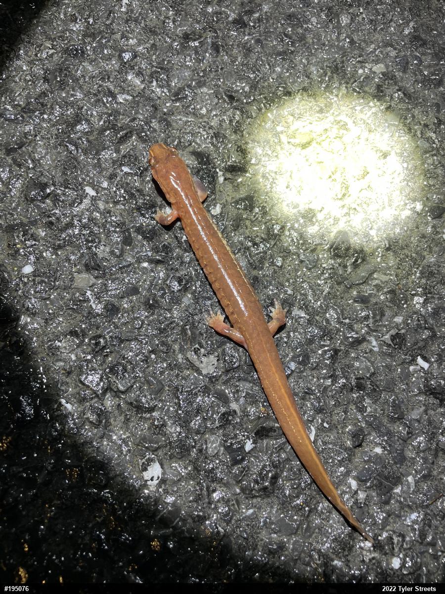 Northern Spring Salamander