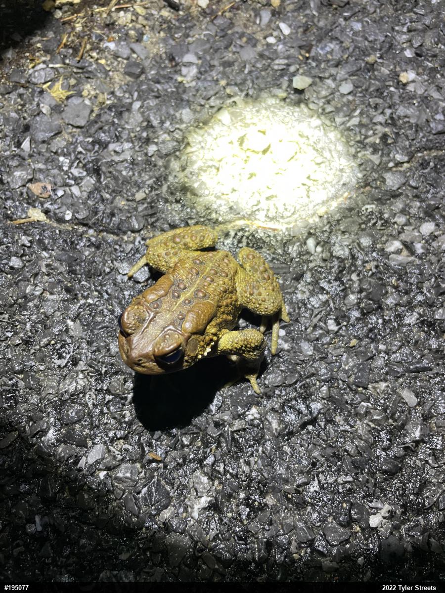 Eastern American Toad