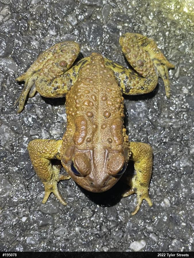 Eastern American Toad