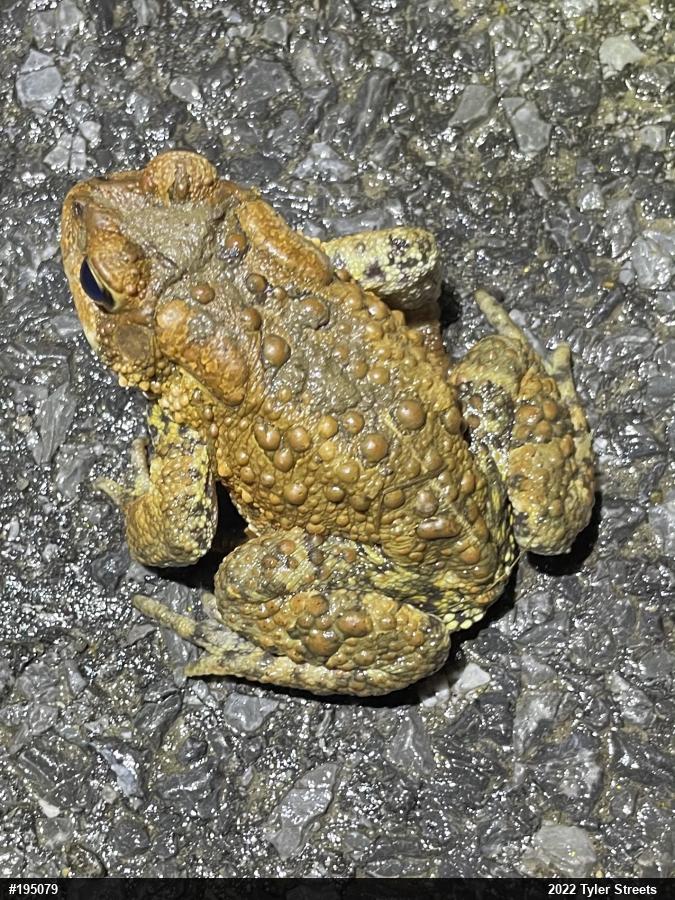 Eastern American Toad