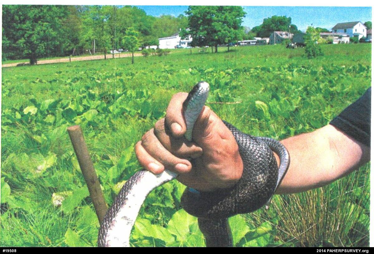 Eastern Ratsnake