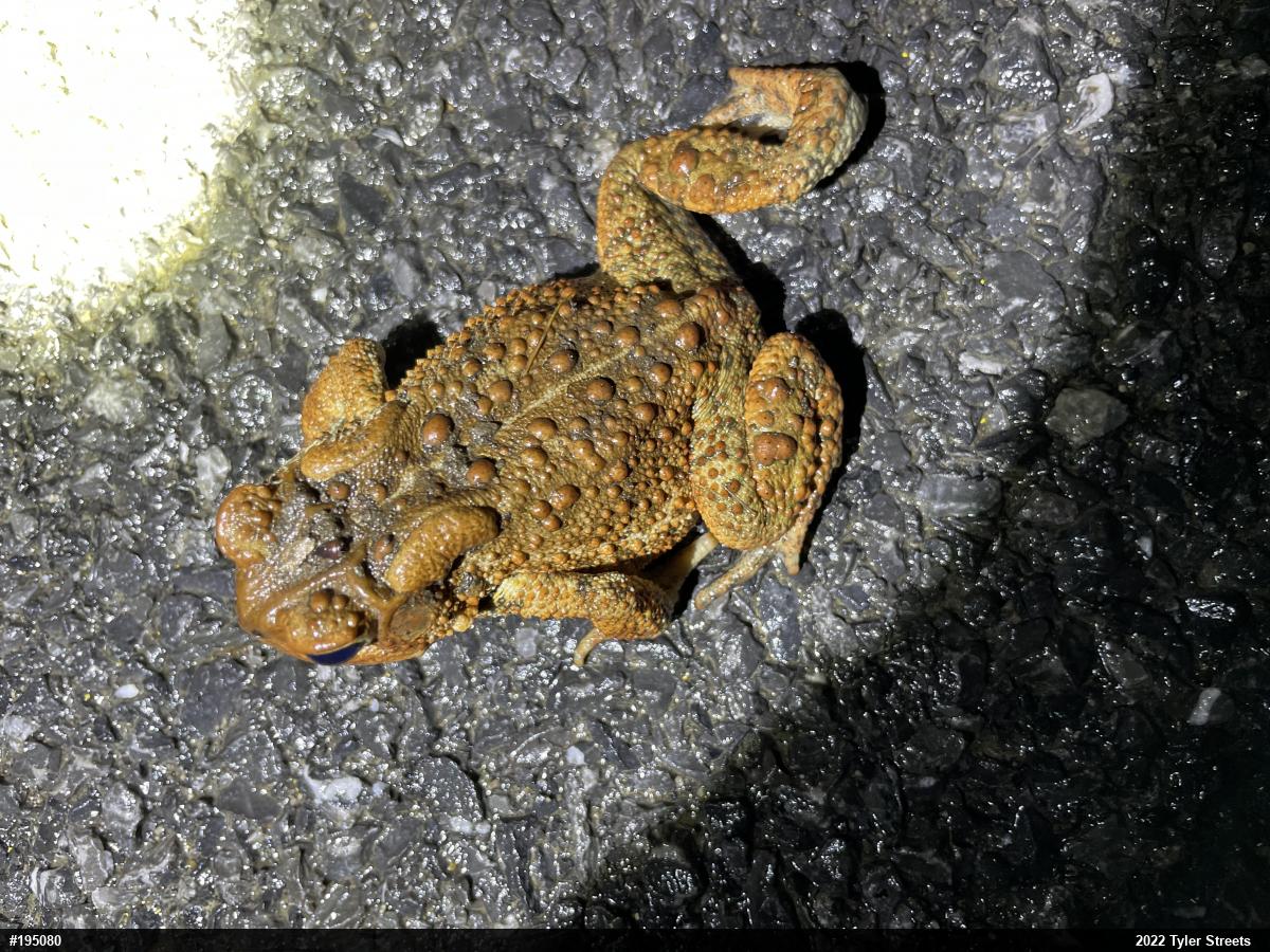 Eastern American Toad