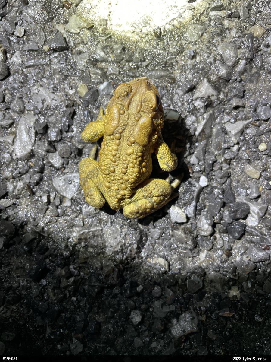 Eastern American Toad