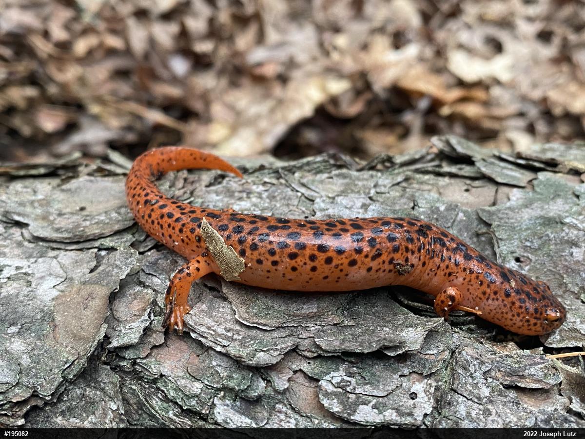 Northern Red Salamander