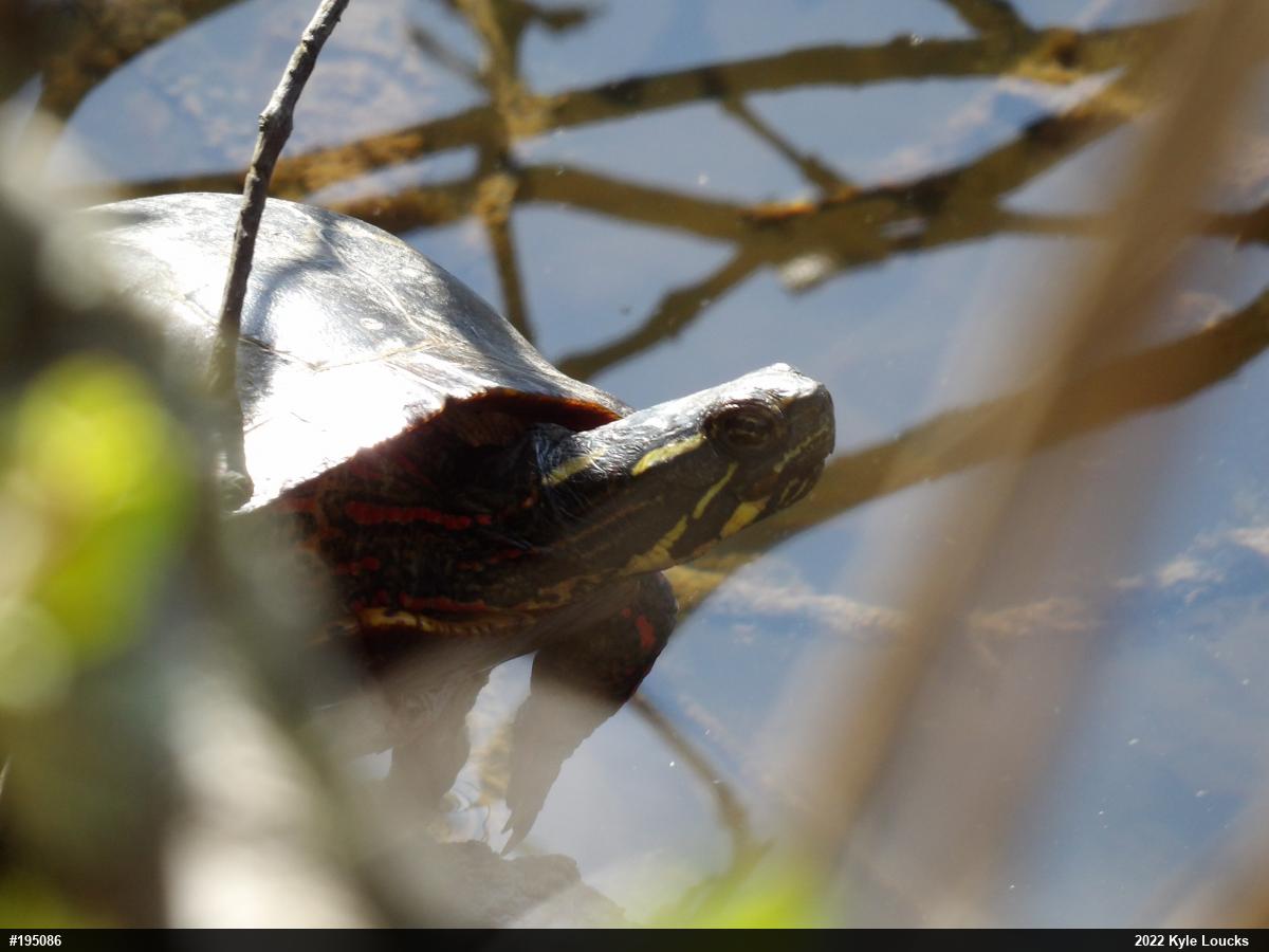 Painted Turtle