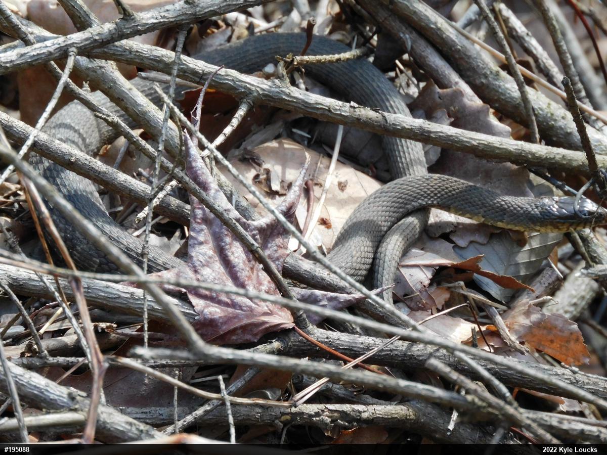 Northern Watersnake