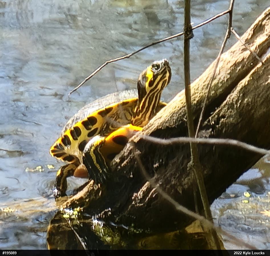 Yellow-bellied Slider
