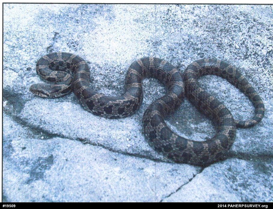Eastern Milksnake