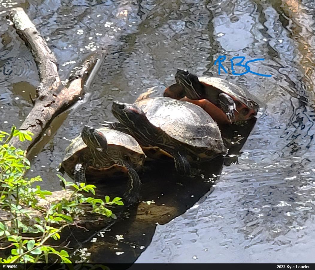 Red-eared Slider