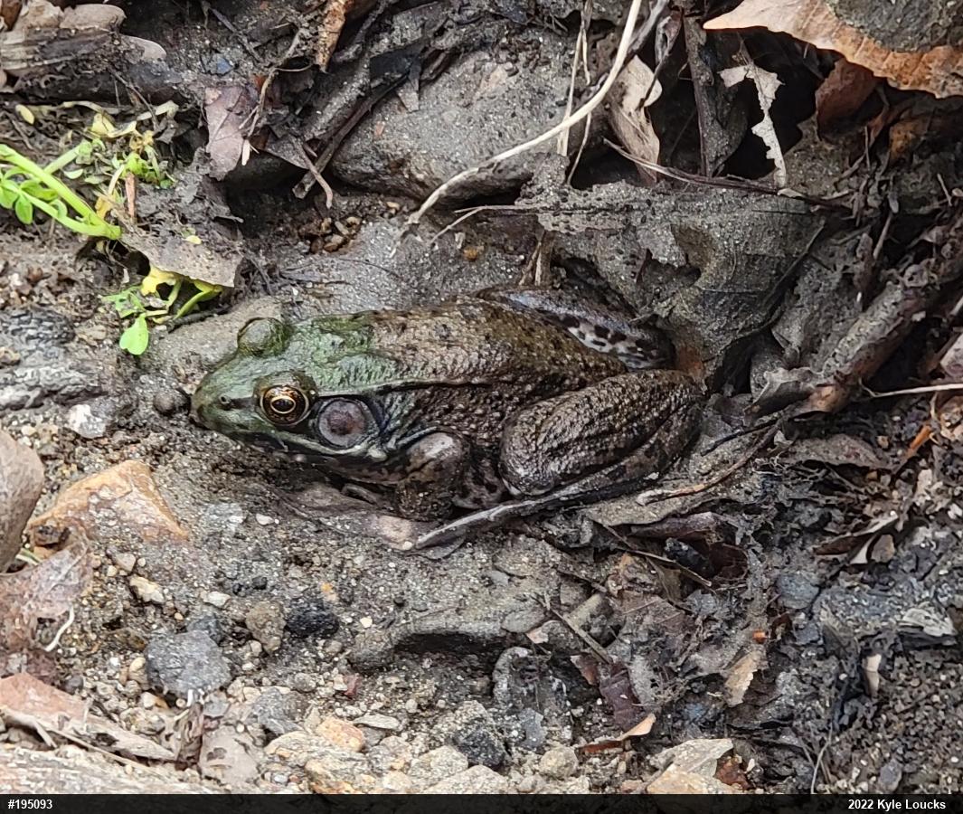 Green Frog