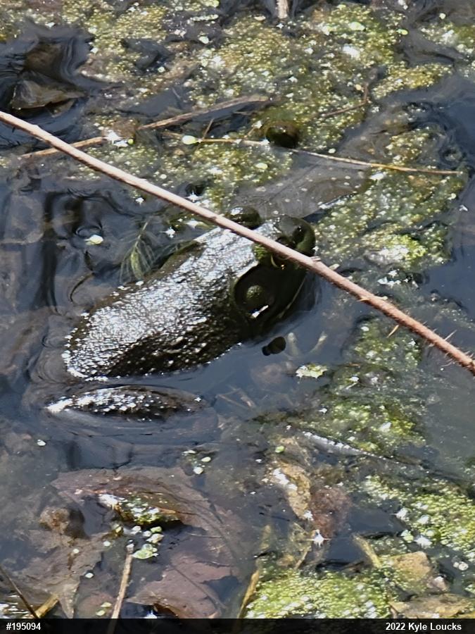 American Bullfrog
