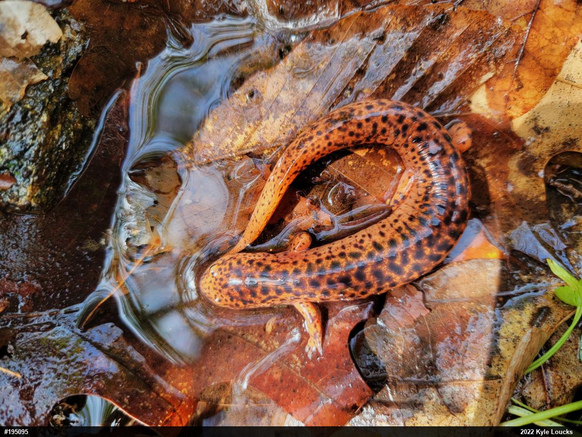 Northern Red Salamander
