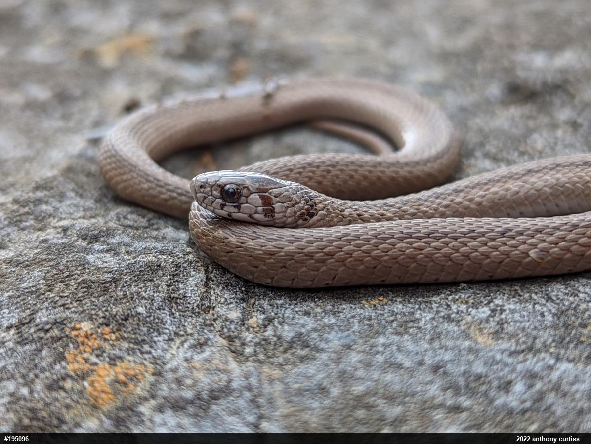 Dekay's Brownsnake