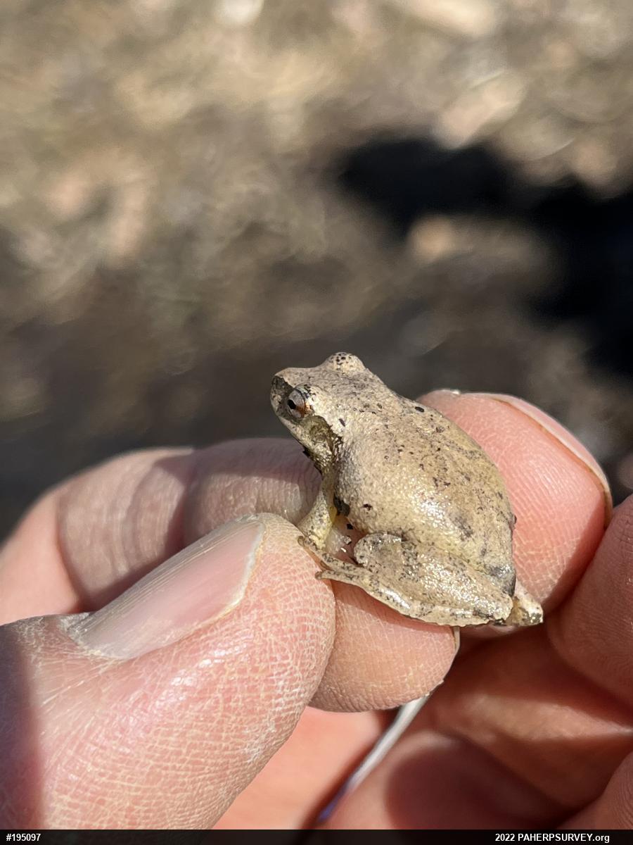 Spring Peeper