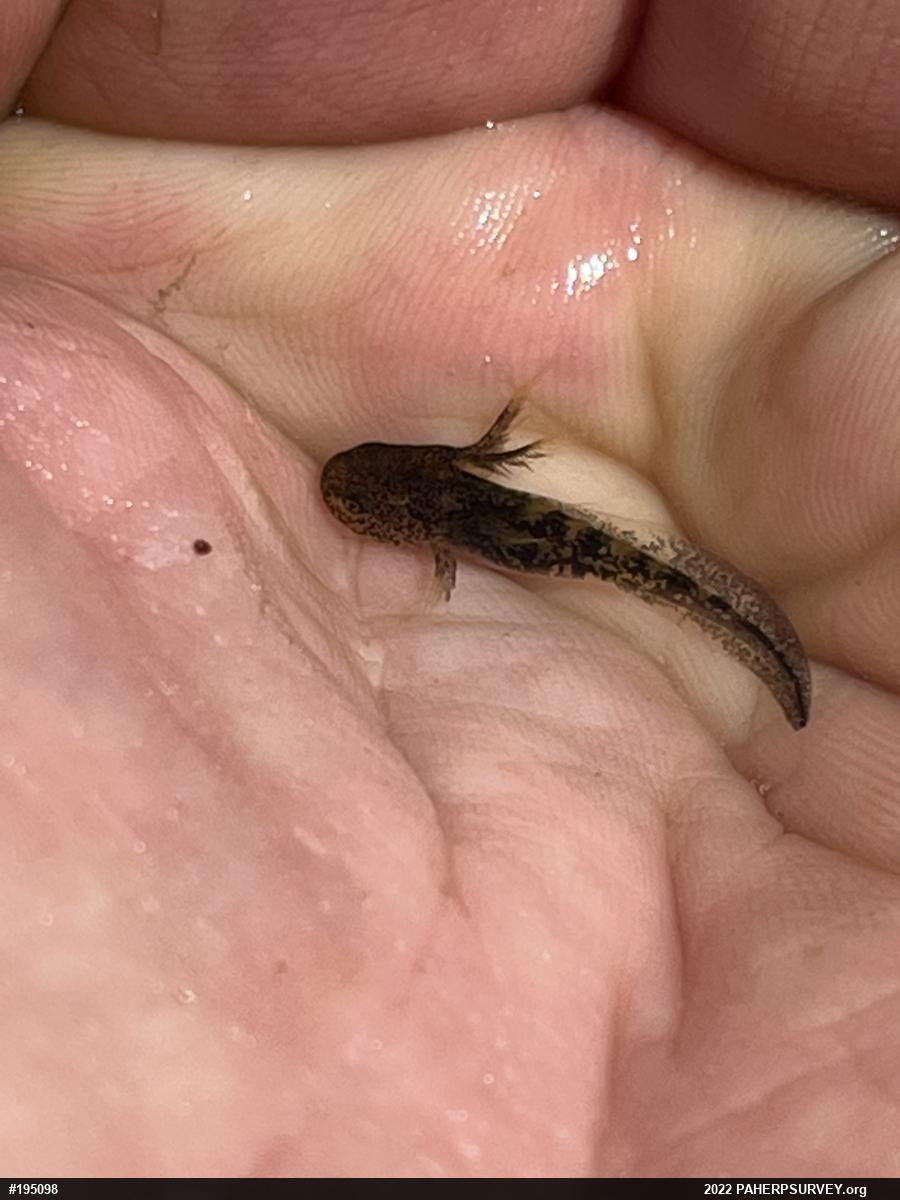 Spotted Salamander