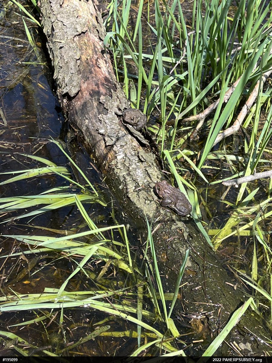 Eastern American Toad