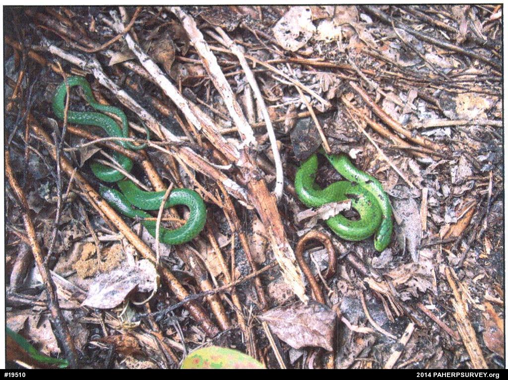 Smooth Greensnake
