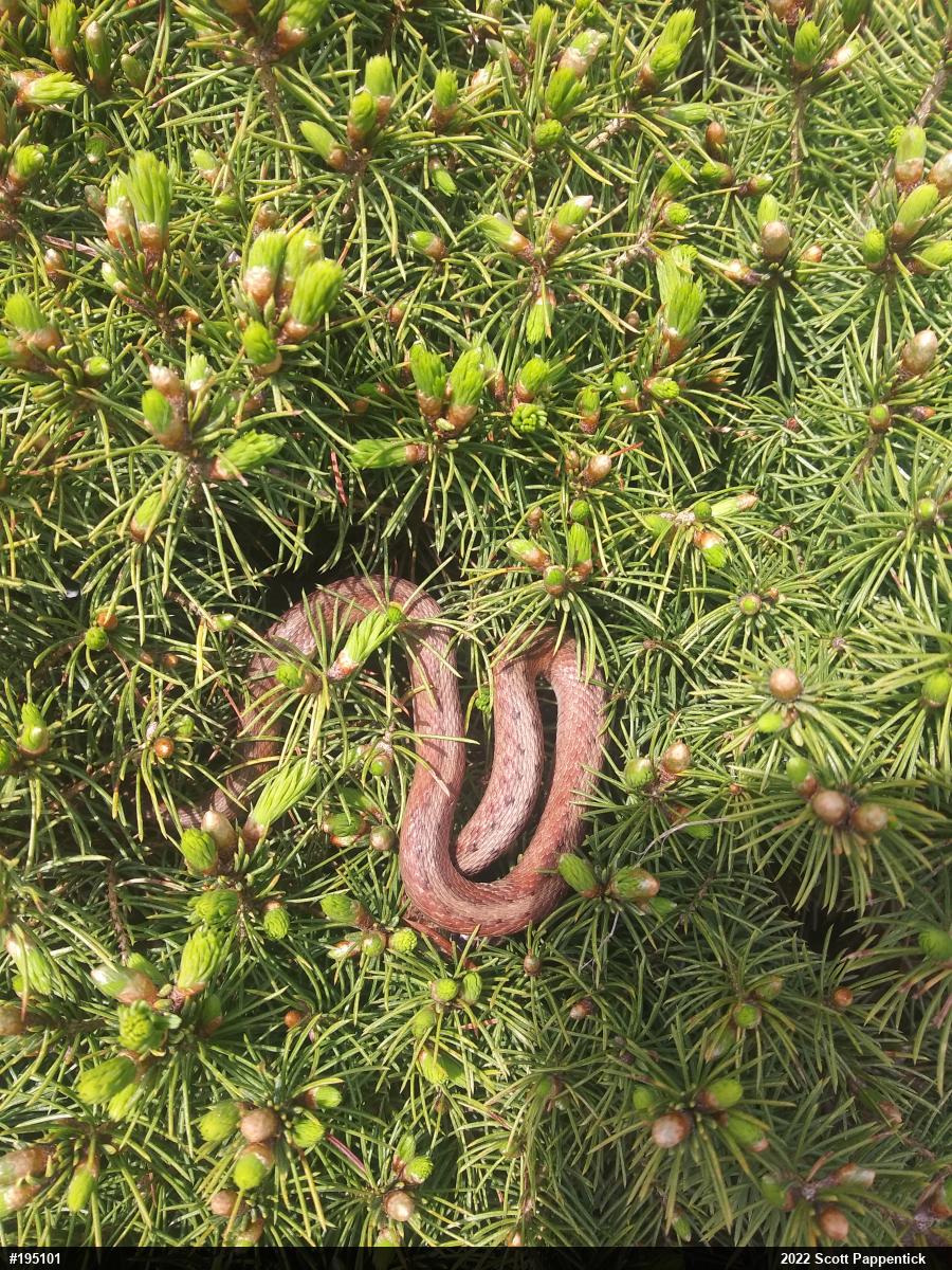Dekay's Brownsnake