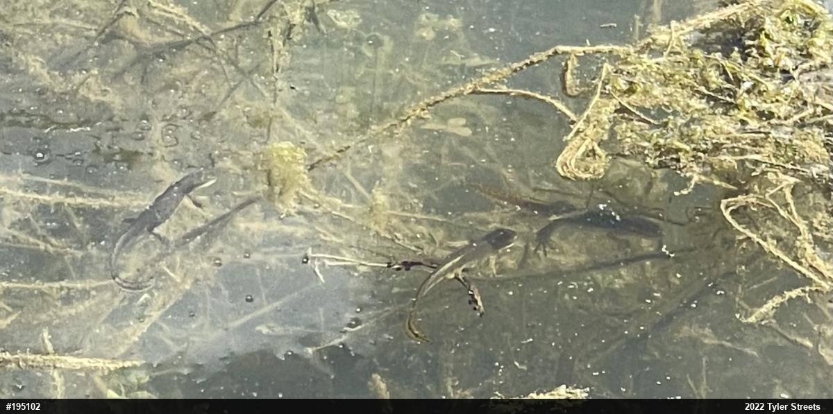 Red-spotted Newt