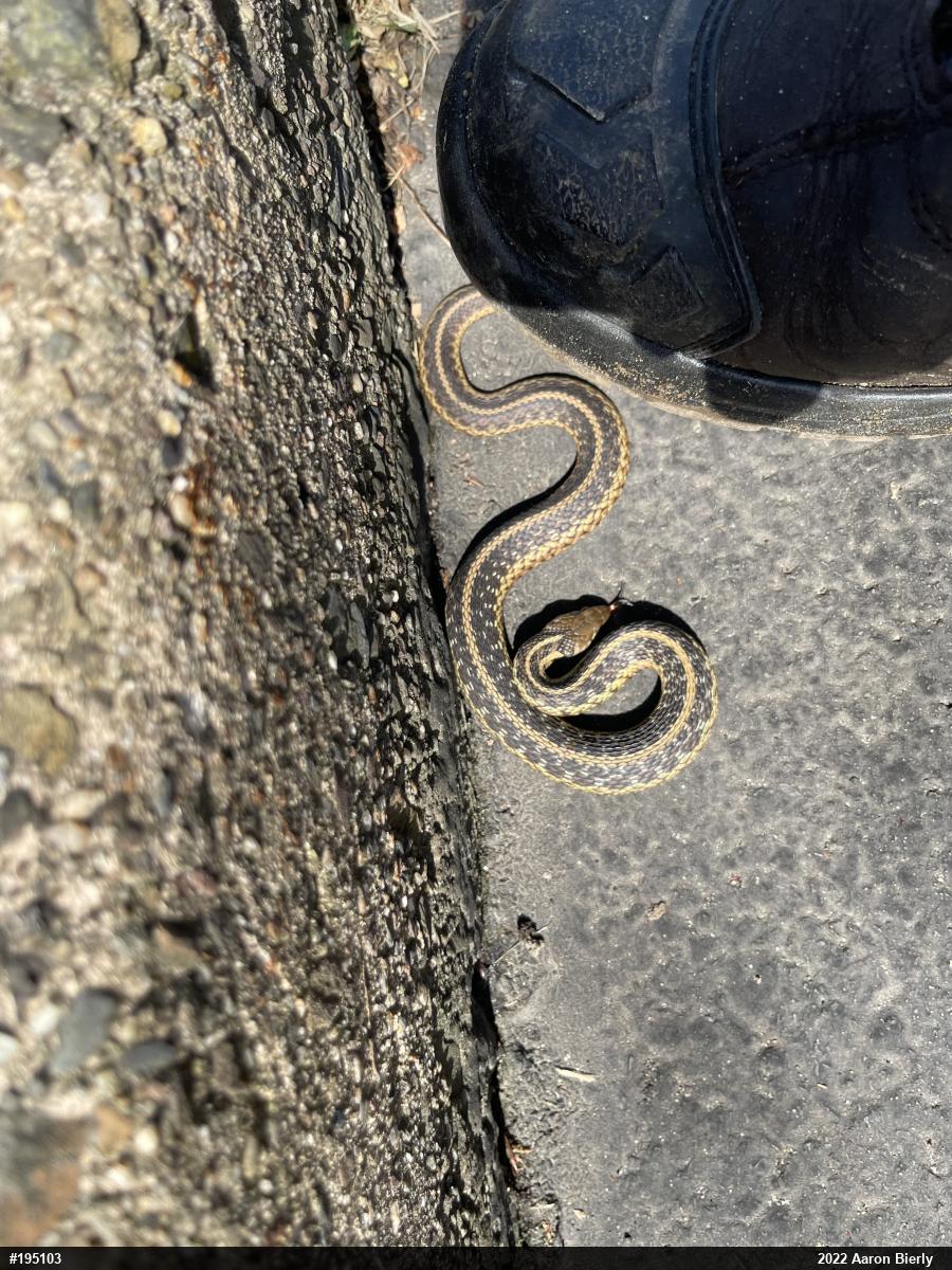Eastern Gartersnake