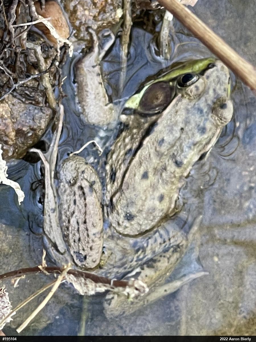 Green Frog
