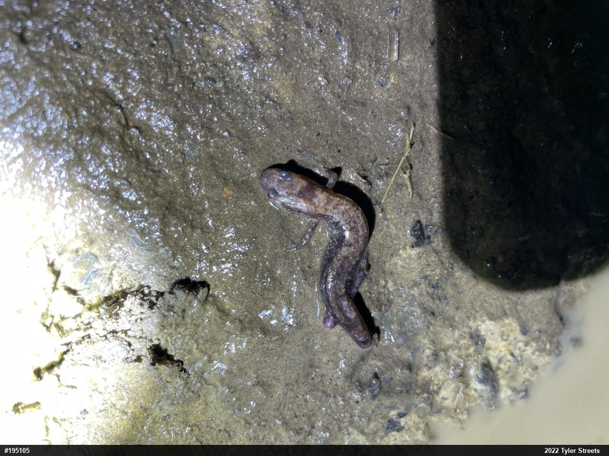 Allegheny Mountain Dusky Salamander