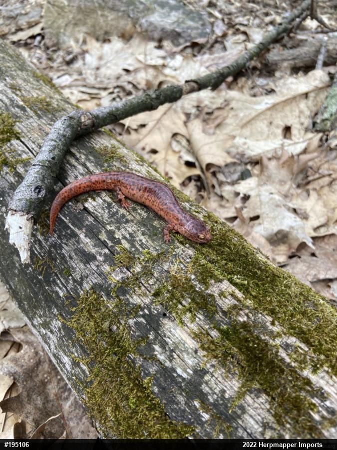 Northern Red Salamander
