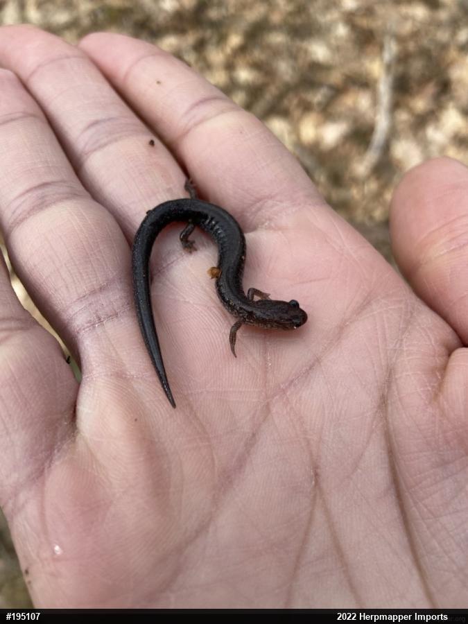 Eastern Red-backed  Salamander